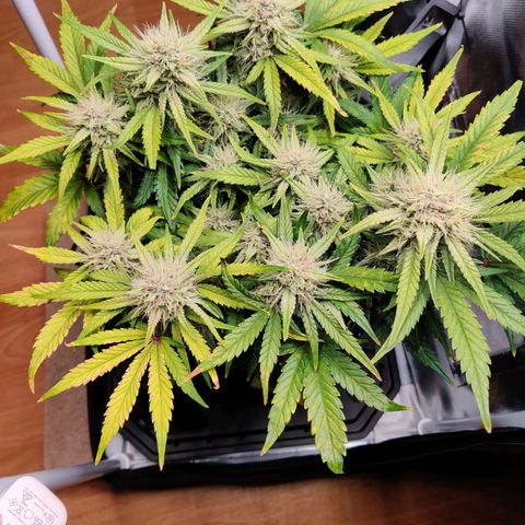 Gelato Auto growlog timeline photo