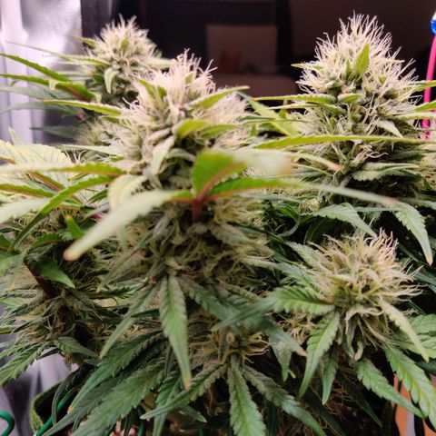 Gelato Auto growlog timeline photo