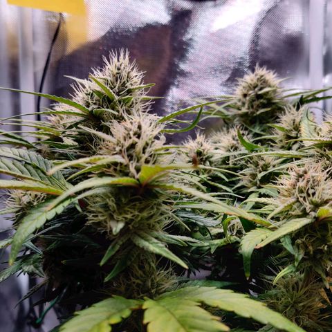 Gelato Auto growlog timeline photo