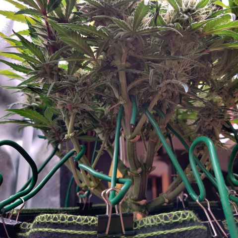 Gelato Auto growlog timeline photo