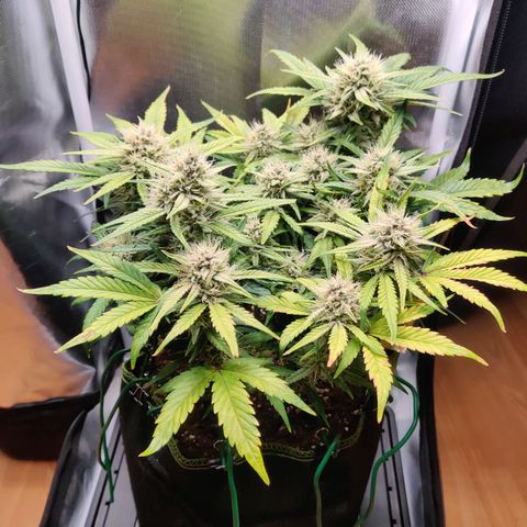Gelato Auto growlog timeline photo