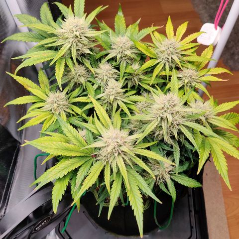 Gelato Auto growlog timeline photo