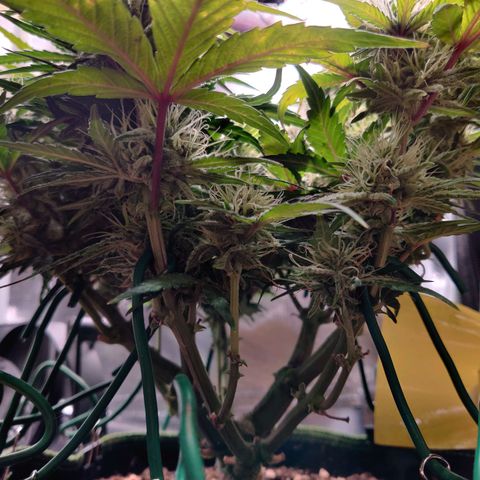 Gelato Auto growlog timeline photo