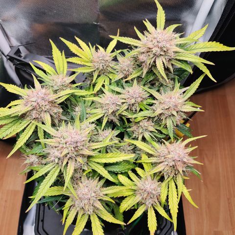 Gelato Auto growlog timeline photo
