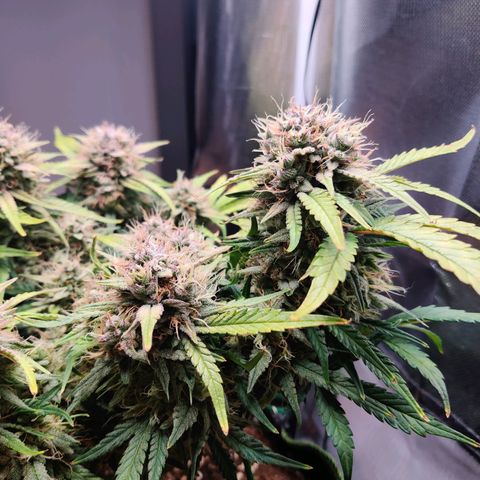 Gelato Auto growlog timeline photo