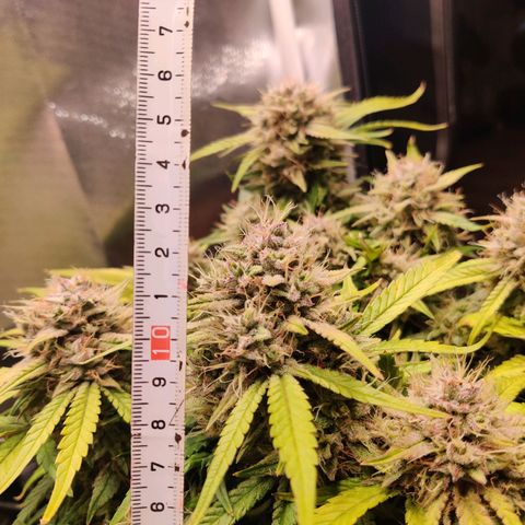 Gelato Auto growlog timeline photo