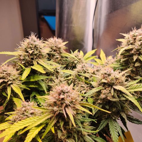 Gelato Auto growlog timeline photo
