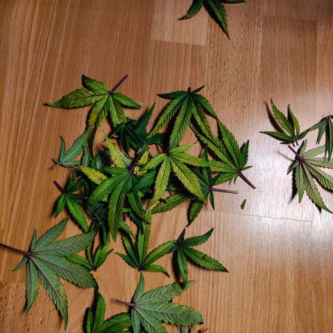 Gelato Auto growlog timeline photo