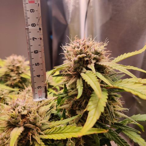 Gelato Auto growlog timeline photo