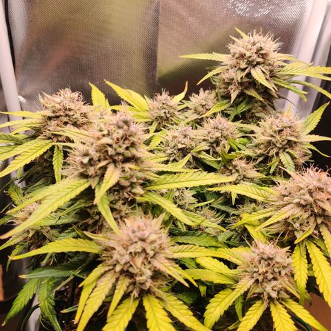 Gelato Auto growlog timeline photo