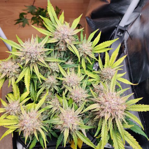 Gelato Auto growlog timeline photo
