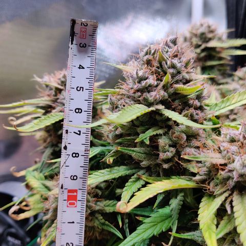 Gelato Auto growlog timeline photo