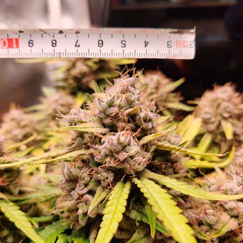 Gelato Auto growlog timeline photo