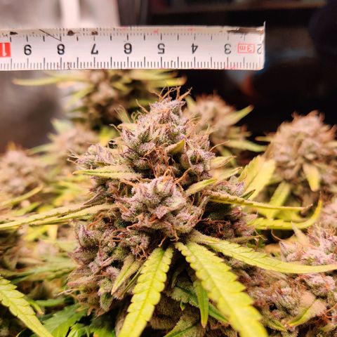 Gelato Auto growlog timeline photo
