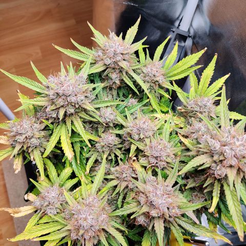 Gelato Auto growlog timeline photo