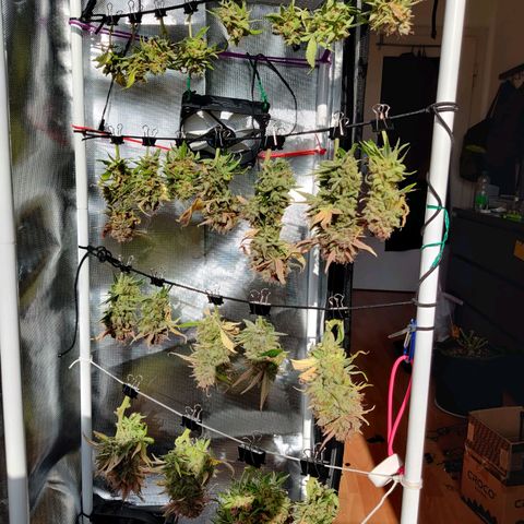 Gelato Auto growlog timeline photo