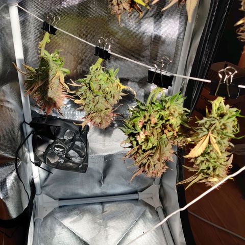 Gelato Auto growlog timeline photo