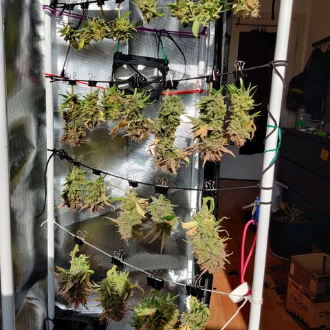 Gelato Auto growlog timeline photo