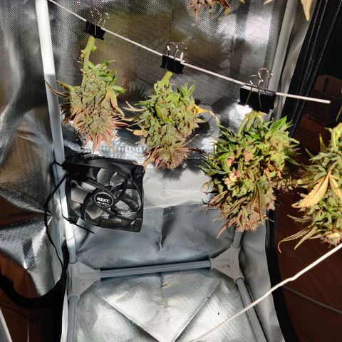 Gelato Auto growlog timeline photo