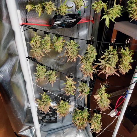 Gelato Auto growlog timeline photo