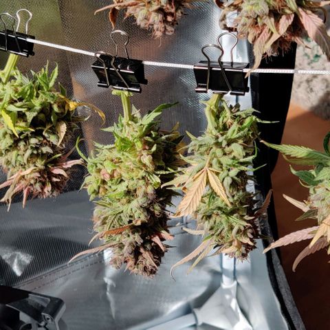 Gelato Auto growlog timeline photo