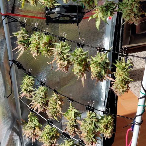 Gelato Auto growlog timeline photo