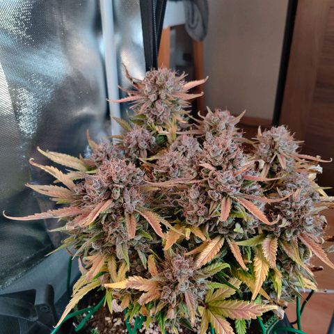 Gelato Auto growlog timeline photo