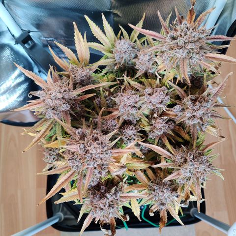 Gelato Auto growlog timeline photo