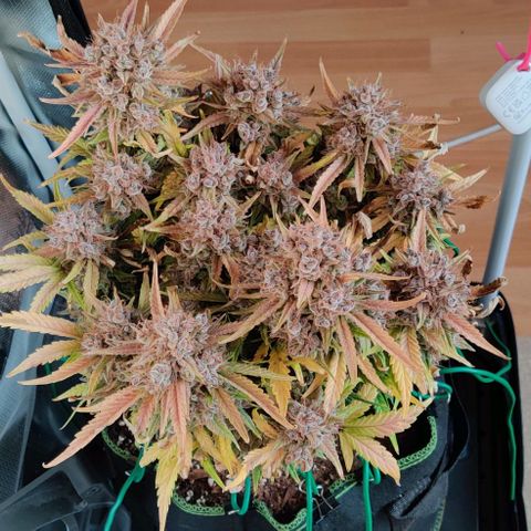 Gelato Auto growlog timeline photo