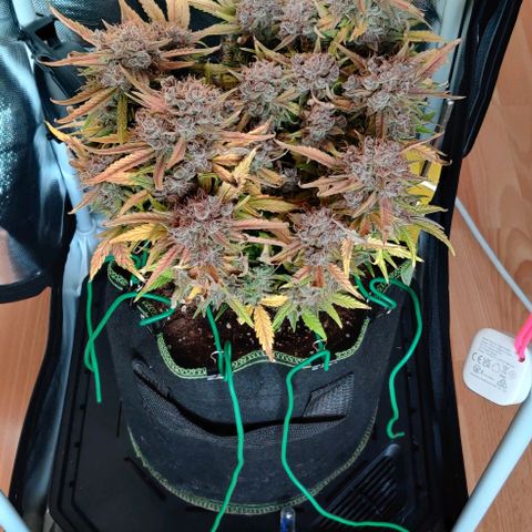 Gelato Auto growlog timeline photo