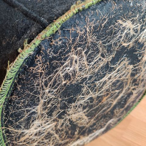 Gelato Auto growlog timeline photo