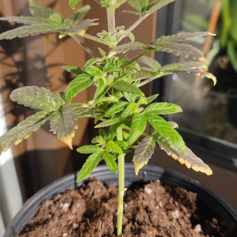 Mini King growlog timeline photo