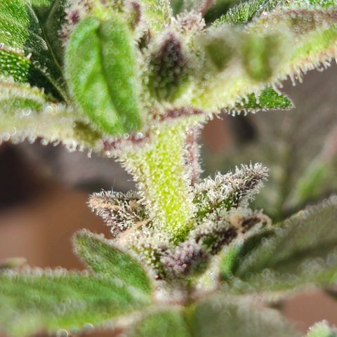 Mini King growlog timeline photo
