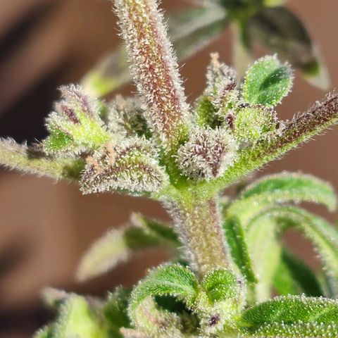 Mini King growlog timeline photo