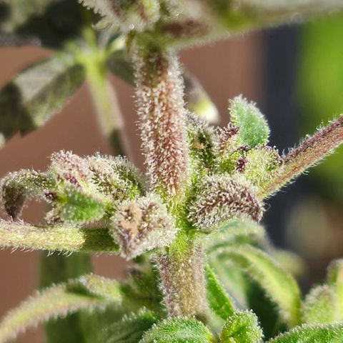 Mini King growlog timeline photo