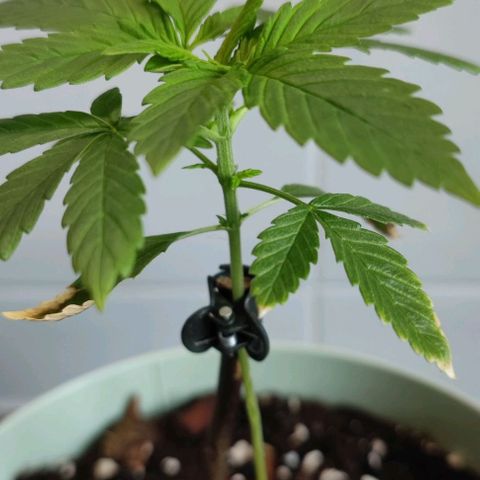 Rainha growlog timeline photo