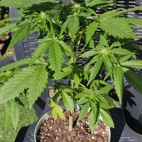 Rainha growlog timeline photo