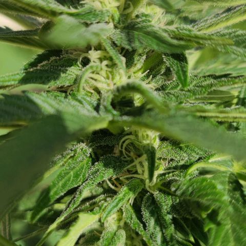 Rainha growlog timeline photo