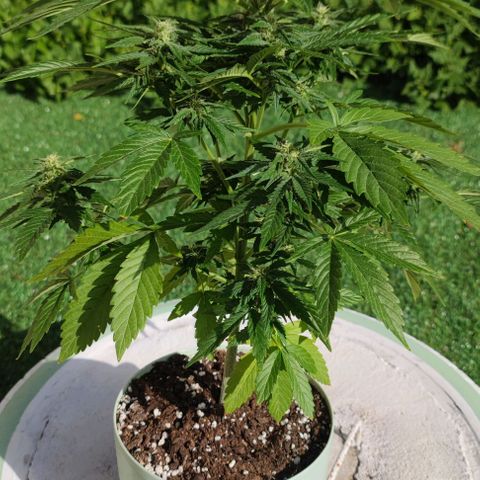 Rainha growlog timeline photo