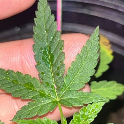 Pink Death Star(femmelle) indica growlog timeline photo