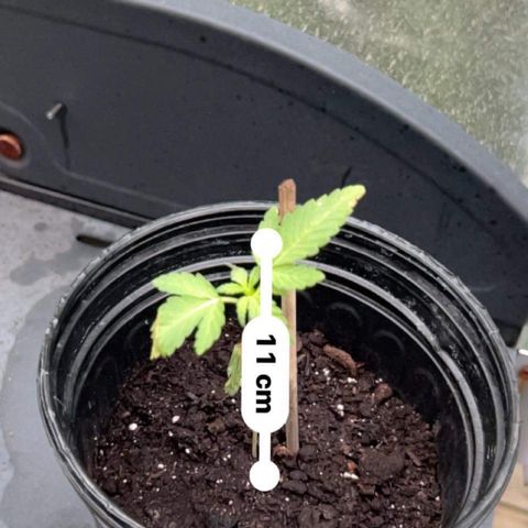 Wedding Cake (sativa) (femmelle) growlog timeline photo
