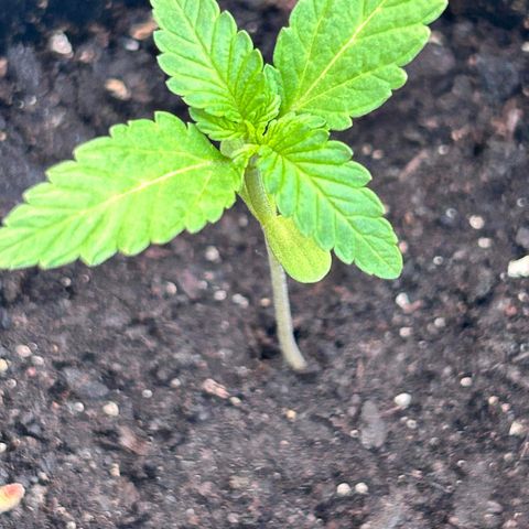 Wedding Cake (sativa) (femmelle) growlog timeline photo