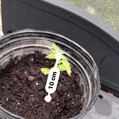 Wedding Cake (sativa) (femmelle) growlog timeline photo
