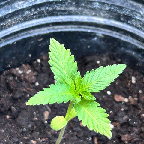 Wedding Cake (sativa) (femmelle) growlog timeline photo