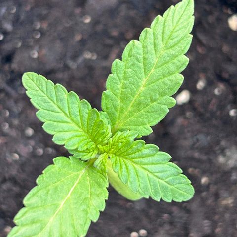 Wedding Cake (sativa) (femmelle) growlog timeline photo