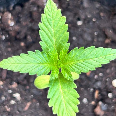 Wedding Cake (sativa) (femmelle) growlog timeline photo