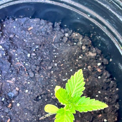 Wedding Cake (sativa) (femmelle) growlog timeline photo