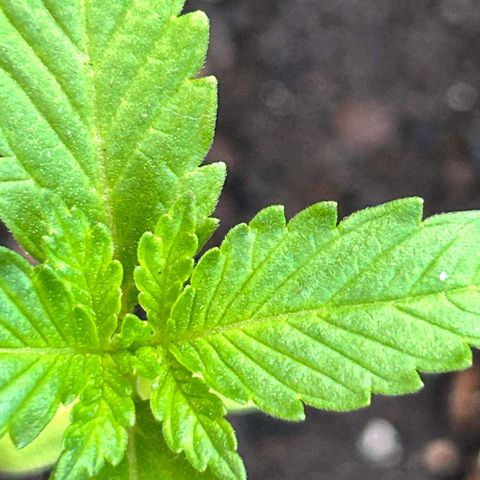 Wedding Cake (sativa) (femmelle) growlog timeline photo