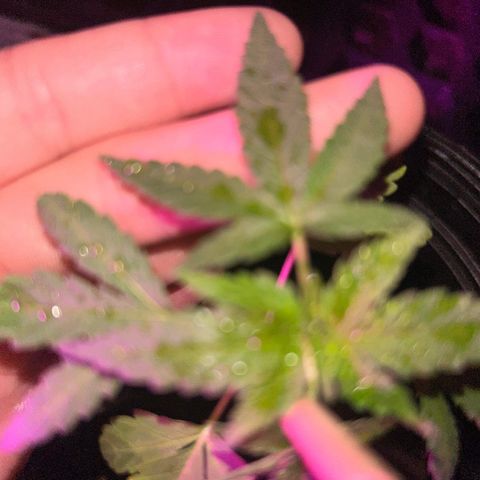 Wedding Cake (sativa) (femmelle) growlog timeline photo