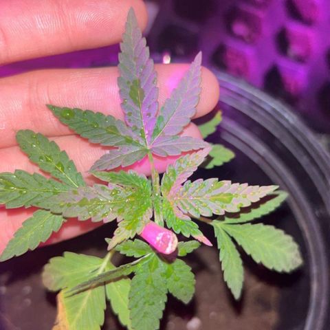 Wedding Cake (sativa) (femmelle) growlog timeline photo